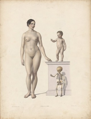 The anatomy of the external forms of man : intended for the use of artists, painters and sculptors / By J. Fau ; edited with additions by Robert Knox. With an atlas of twenty-eight plates, quarto.