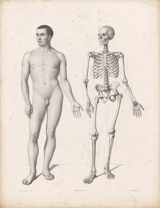 The anatomy of the external forms of man : intended for the use of artists, painters and sculptors / By J. Fau ; edited with additions by Robert Knox. With an atlas of twenty-eight plates, quarto.