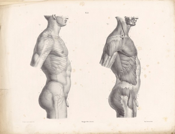 The anatomy of the external forms of man : intended for the use of artists, painters and sculptors / By J. Fau ; edited with additions by Robert Knox. With an atlas of twenty-eight plates, quarto.