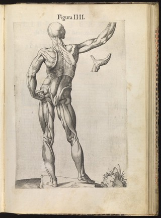 La anatomia del corpo umano / composta da M. Giovanni Valverde. Nuovamente ristampata. E con l'aggiunta di alcune tavole ampliata.