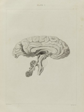 A series of engravings intended to illustrate the structure of the brain and spinal chord in man / [Herbert Mayo].