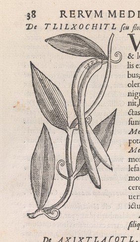 Tlilxochitl (vanilla). Woodcut/engraving, 1651.