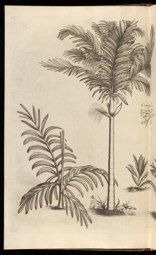 Hortus Indicus Malabaricus, Vol.1, 1678-1703.