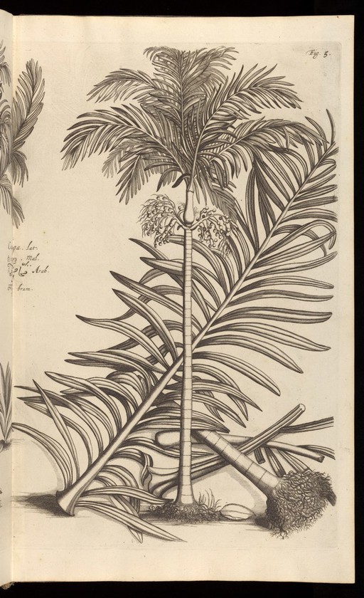 Hortus Indicus Malabaricus, Vol.1, 1678-1703.