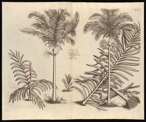 Caunga. Hortus Indicus Malabaricus, Vol.1, 1678-1703.