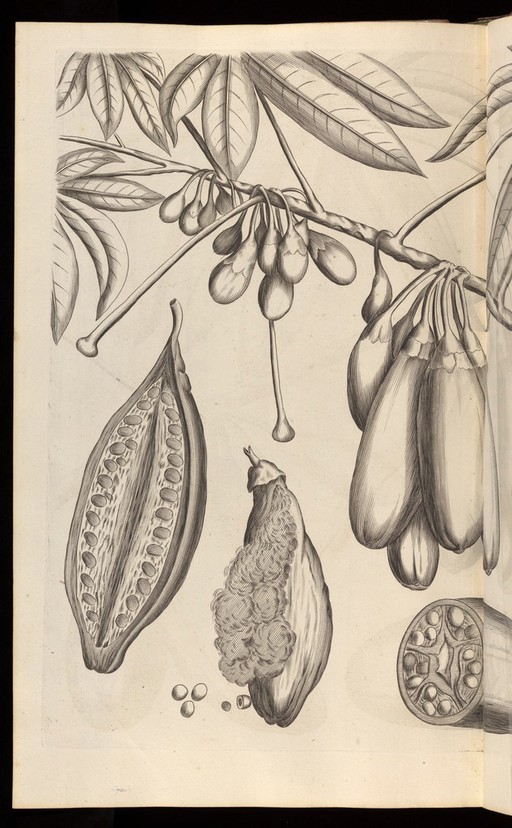 Hortus Indicus Malabaricus, Vol. 3, 1678-1703.