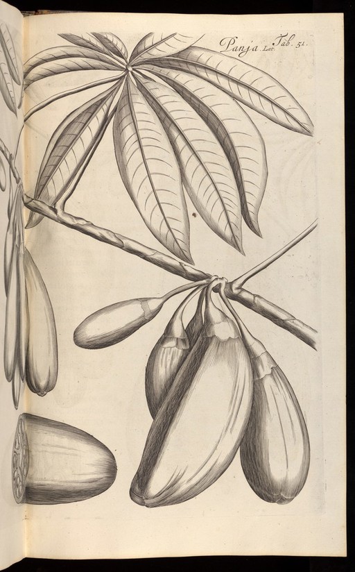 Hortus Indicus Malabaricus, Vol. 3, 1678-1703.