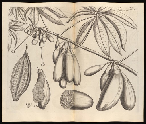 Panja. Hortus Indicus Malabaricus, Vol. 3, 1678-1703.
