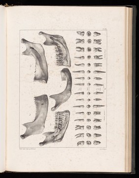 Plate 28. The mandibles (jawbones) and teeth.