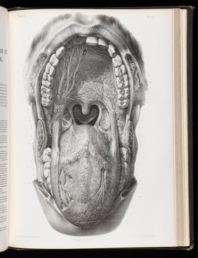 Plate 86. Nerves of the oral cavity and the tongue.