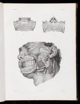 Plate 14 bis. Salivary glands.