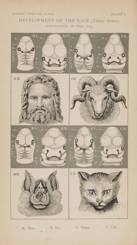 The evolution of man : a popular exposition of the principal points of human ontogeny and phylogeny / from the German of Ernst Haeckel.