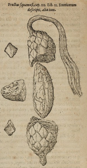 view Fruit and seed of the Raffia (Raphia) palm. Woodcut, 1611.
