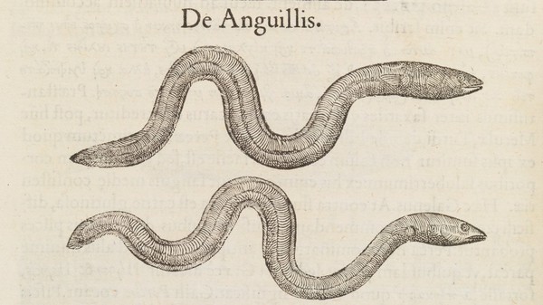 Gvlielmi Rondeletii ... Libri de piscibus marinis, in quibus verae piscium effigies expressae sunt ... / [Guillaume Rondelet].