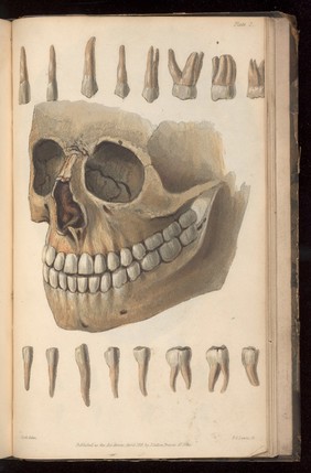 Plate 2. Skull with a complete set of teeth. 