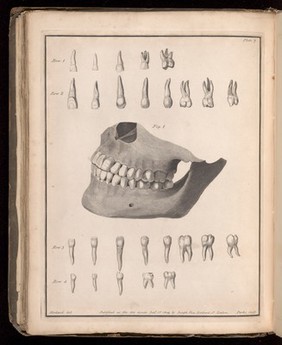 Plate 7. Illustration of temporary and permanent teeth