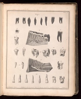 Plate 8. Cross-sections of the teeth and jaw. 