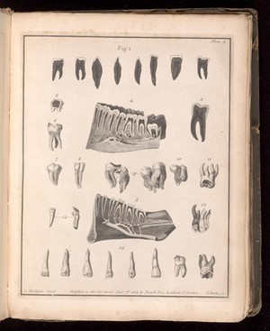 view Plate 8. Cross-sections of the teeth and jaw. 