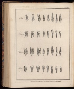 Plate V, The natural history of the human teeth.