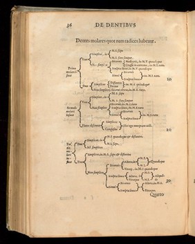 De Dentibus, Opuscula anatomica, Eustachi, 1564.