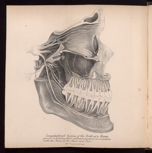 view Longitudinal section of the teeth