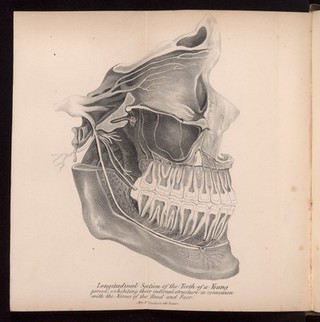 Longitudinal section of the teeth