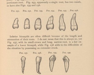 view Illustration of teeth and roots.