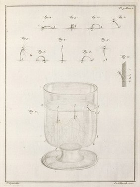 Pl. 3, Memoir 1. Freshwater hydroids.