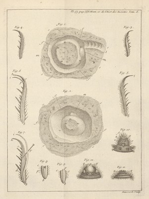 view Plate 33, page 386. Memoir 10. The history of insects.