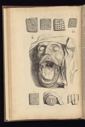 Table 13. Dissection of the oral cavity.