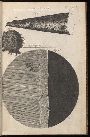 view Engraving from Micrographia, 1665, by Robert Hooke.