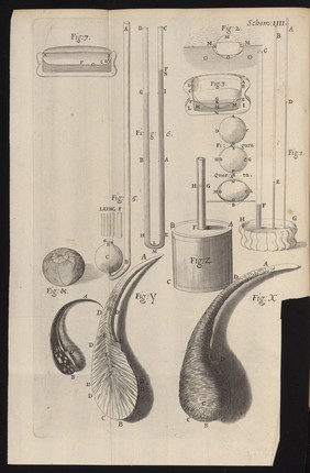 Engraving from Micrographia, 1665, by Robert Hooke.