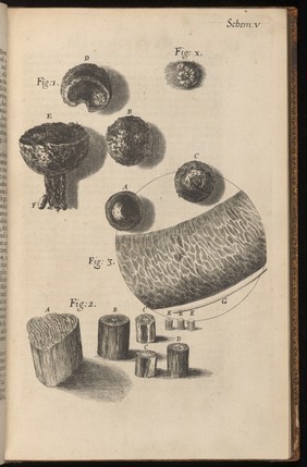 Engraving from Micrographia, 1665, by Robert Hooke.