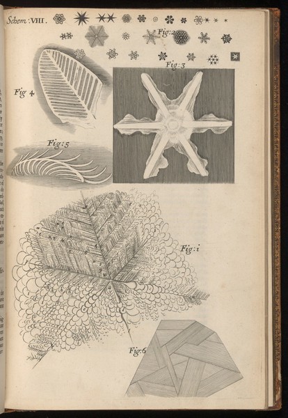 Engraving from Micrographia, 1665, by Robert Hooke.
