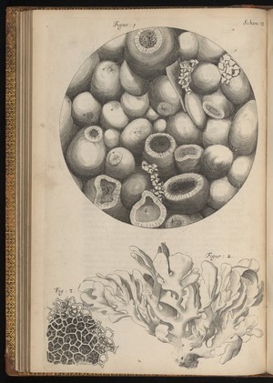 view Engraving from Micrographia, 1665, by Robert Hooke.