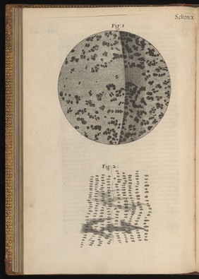 Engraving from Micrographia, 1665, by Robert Hooke.