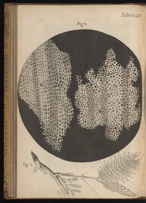 view Engraving from Micrographia, 1665, by Robert Hooke.