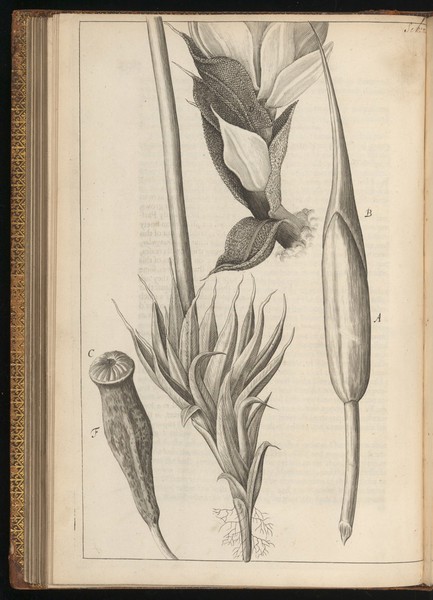 Engraving from Micrographia, 1665, by Robert Hooke.