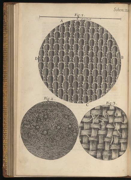 Engraving from Micrographia, 1665, by Robert Hooke.