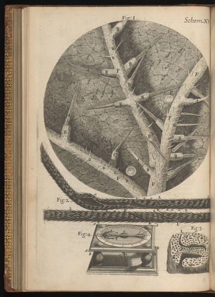 Engraving from Micrographia, 1665, by Robert Hooke.