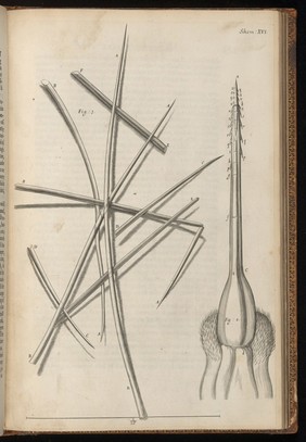 Engraving from Micrographia, 1665, by Robert Hooke.