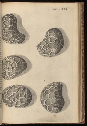 Engraving from Micrographia, 1665, by Robert Hooke.