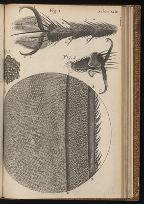 Engraving from Micrographia, 1665, by Robert Hooke.