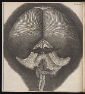 Robert Hooke, Micrographia, head and eyes of drone-fly