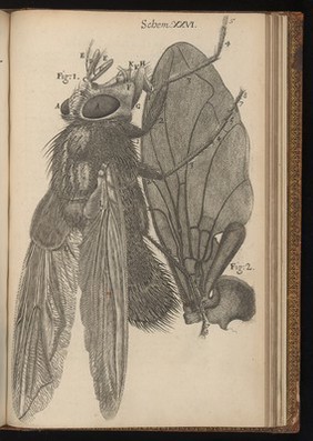 Robert Hooke, Micrographia. Engraving of a magnified blue fly