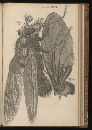 Robert Hooke, Micrographia. Engraving of a magnified blue fly