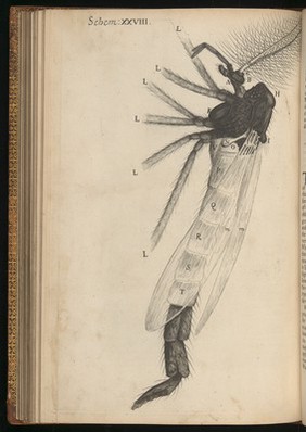 Engraving from Micrographia, 1665, by Robert Hooke.