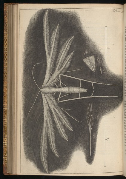 Engraving from Micrographia, 1665, by Robert Hooke.