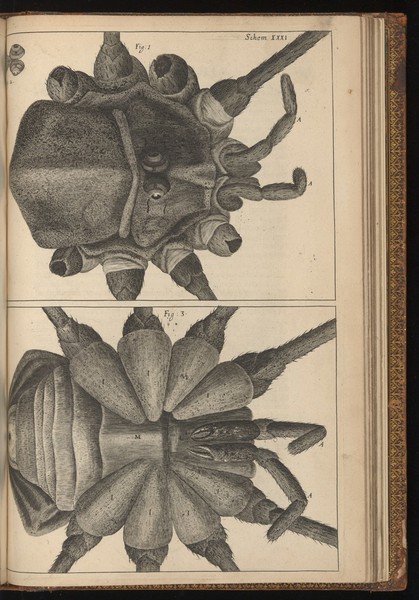 Engraving from Micrographia, 1665, by Robert Hooke.