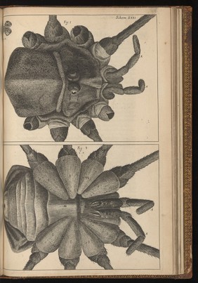 Engraving from Micrographia, 1665, by Robert Hooke.